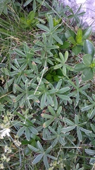 Alchemilla alpigena