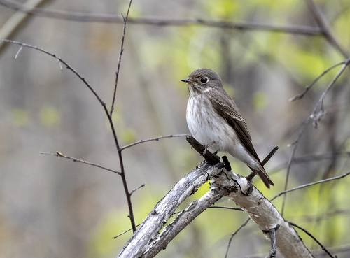 Dark-sided Flycatcher (Muscicapa sibirica), photo 10