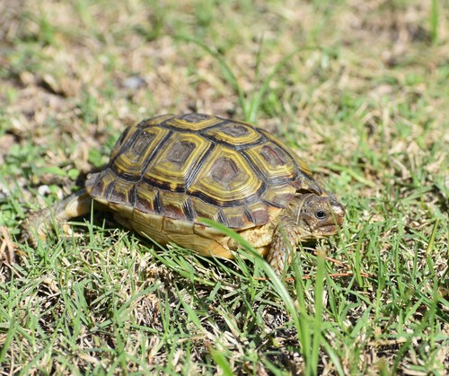 Homopus areolatus