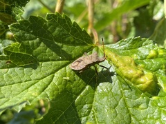 Coreus marginatus