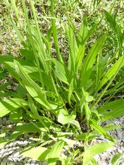 Plantago lanceolata