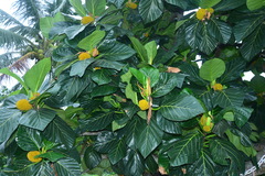 Artocarpus treculianus