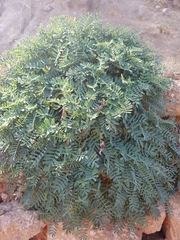 Hippocrepis balearica