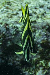 Amphichaetodon howensis