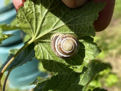 Cepaea hortensis