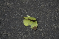 Eurema sari