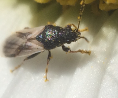 Metopoplax ditomoides