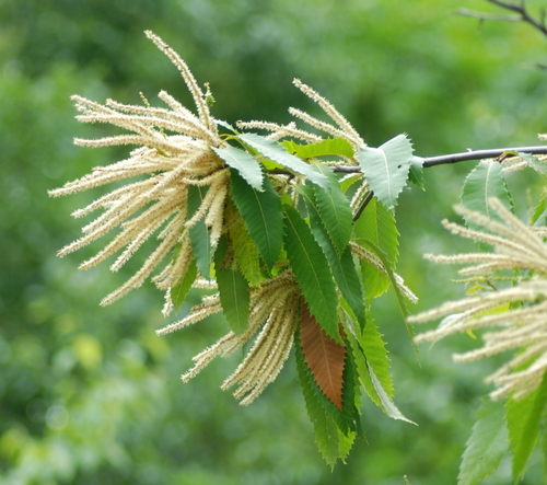 American chestnut