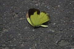 Eurema sari