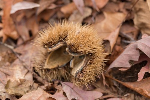 American chestnut
