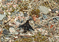 Hemipenthes morioides