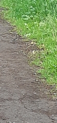 Turdus pilaris
