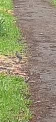 Turdus pilaris