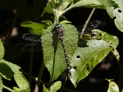 Austroaeschna christine