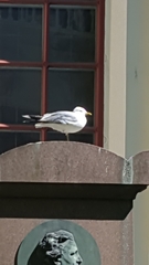 Larus canus