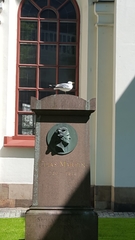Larus canus