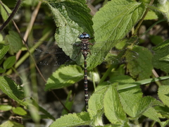 Austroaeschna christine