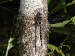 Austroaeschna christine
