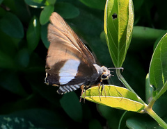 Coeliades forestan forestan