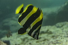 Amphichaetodon howensis