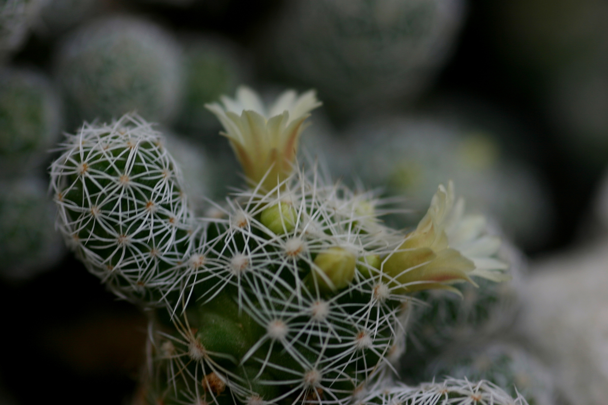 Mammillaria vetula ssp. gracilis