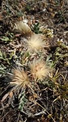 Jurinea humilis