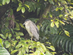 Nycticorax nycticorax