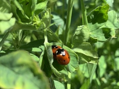 Coccinella septempunctata