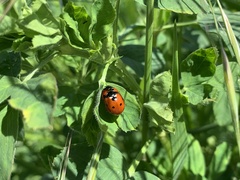 Coccinella septempunctata