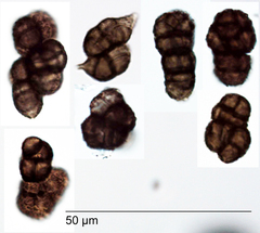 Trimmatostroma cordae