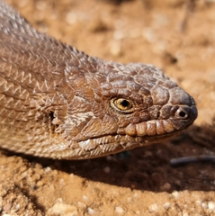 Egernia stokesii