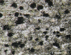 Trimmatostroma cordae