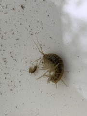 Gammarus roeselii