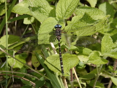 Austroaeschna christine