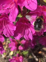 Bombus pratorum