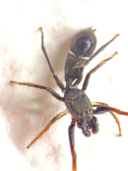 Leptorchestes mutilloides