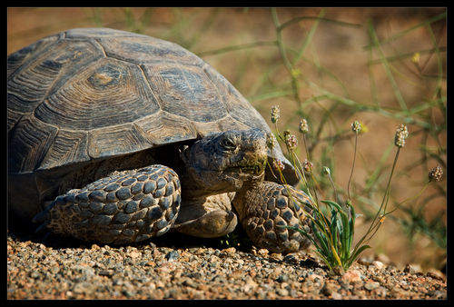 Mojave Desert Tortoise