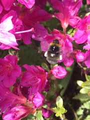 Bombus pratorum