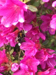 Bombus pratorum