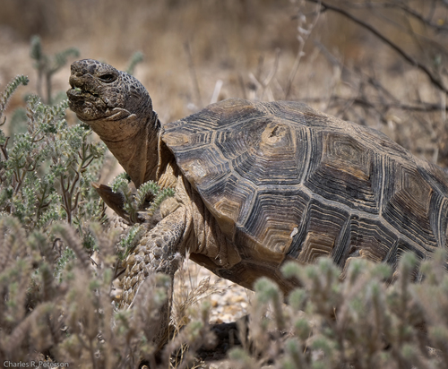 Mojave Desert Tortoise