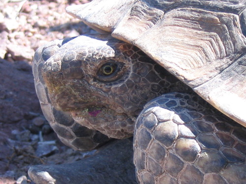 Mojave Desert Tortoise