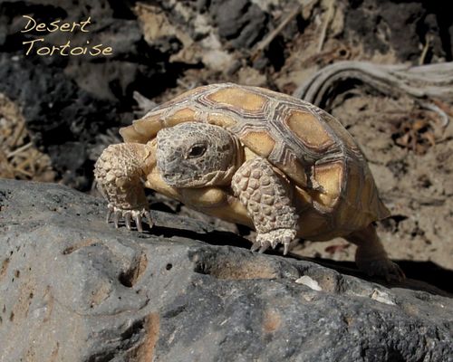 Mojave Desert Tortoise