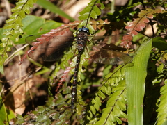 Austroaeschna christine