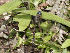 Austroaeschna christine