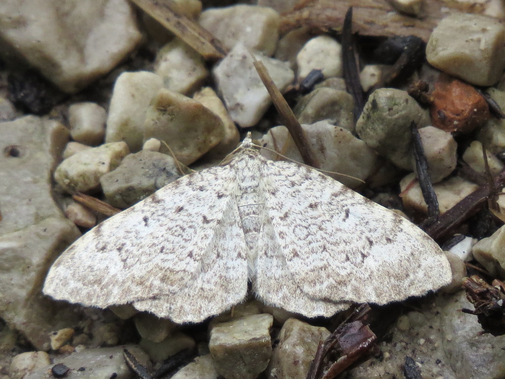 Euphyia scripturata