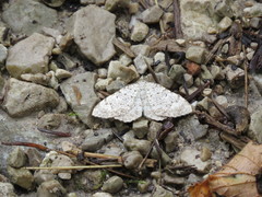 Camptogramma scripturata