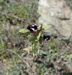 Ophrys reinholdii reinholdii