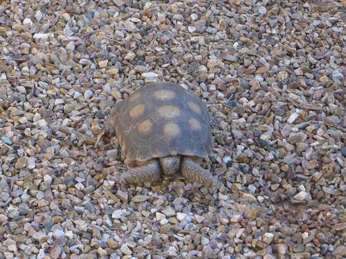 Sonoran Desert Tortoise