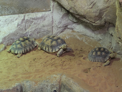 Sonoran Desert Tortoise