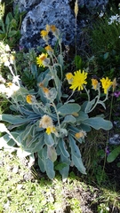 Hieracium lainzii